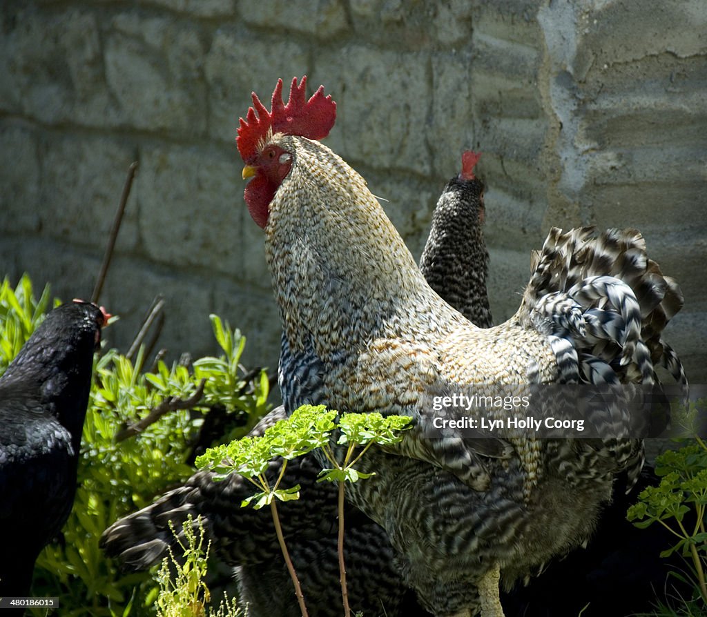 Speckled cockerel in sunshine against stone wall