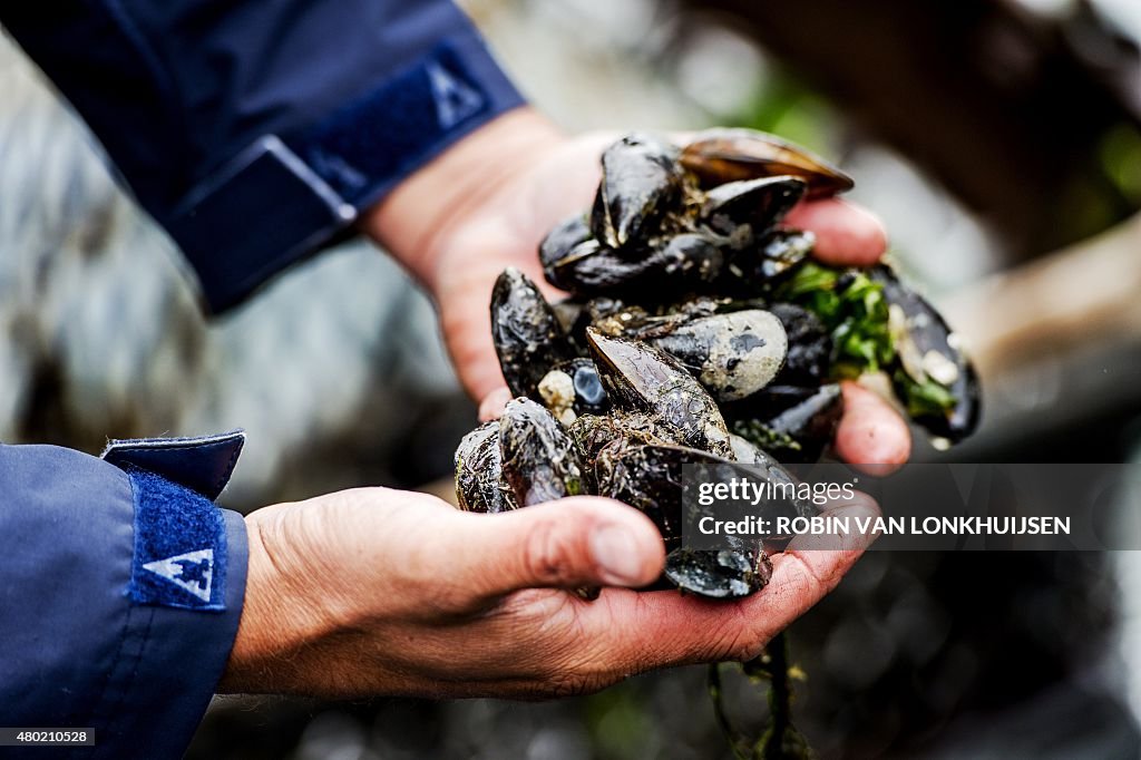 NETHERLANDS-FISHING-MUSSELS