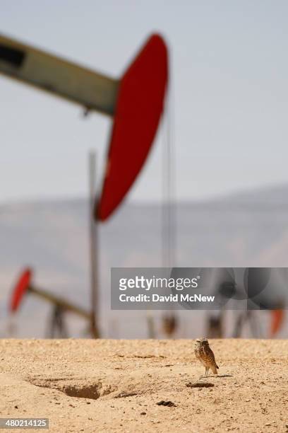 Burrowing owl stands next to its burrow near pump jacks in an oil field over the Monterey Shale formation where gas and oil extraction using...