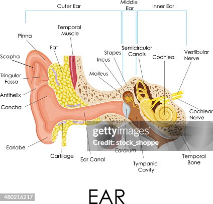 Human Ear Anatomy High Biology Diagrams