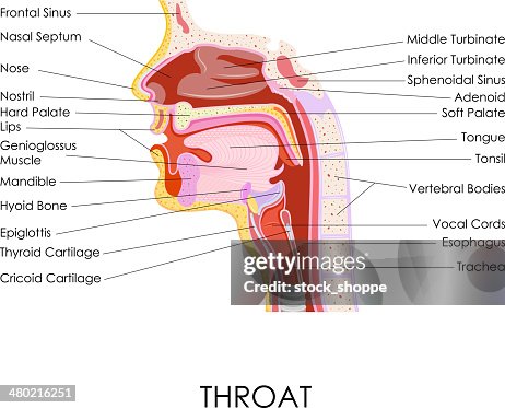 Human Throat Anatomy High-Res Vector Graphic - Getty Images