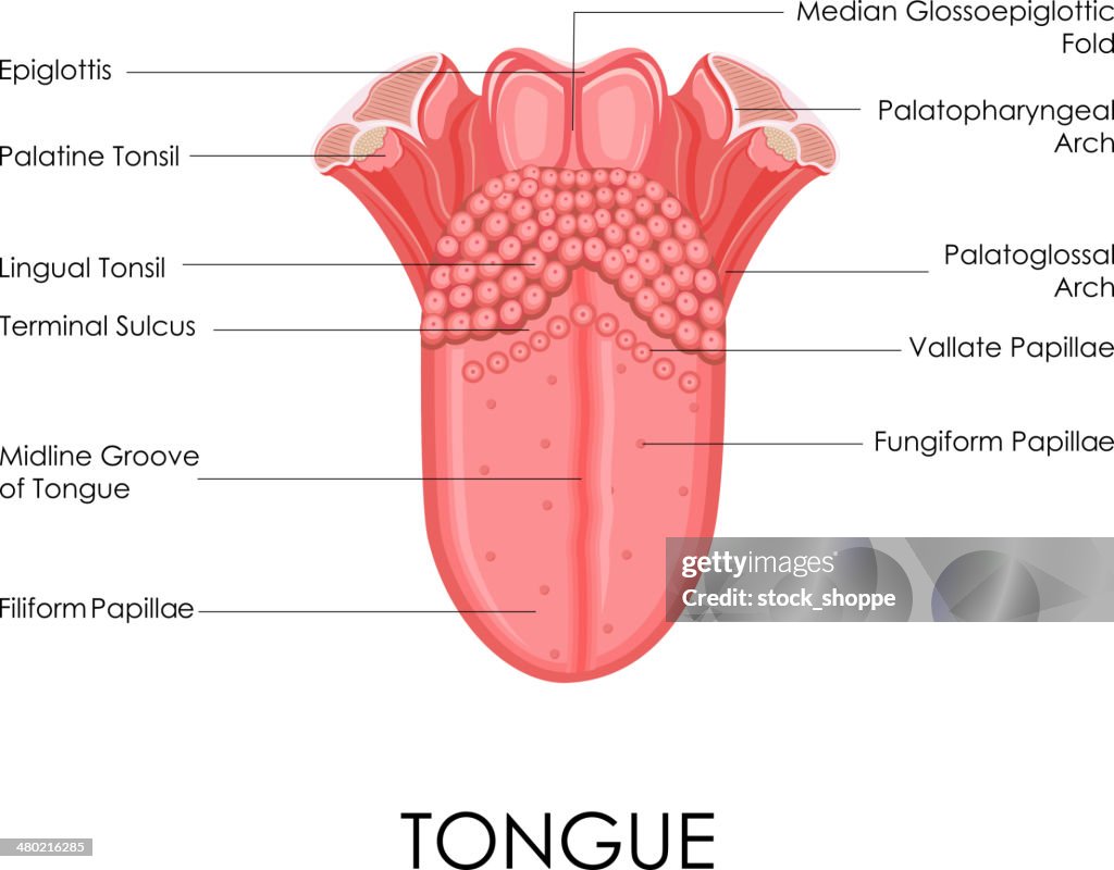 Human Tongue Anatomy