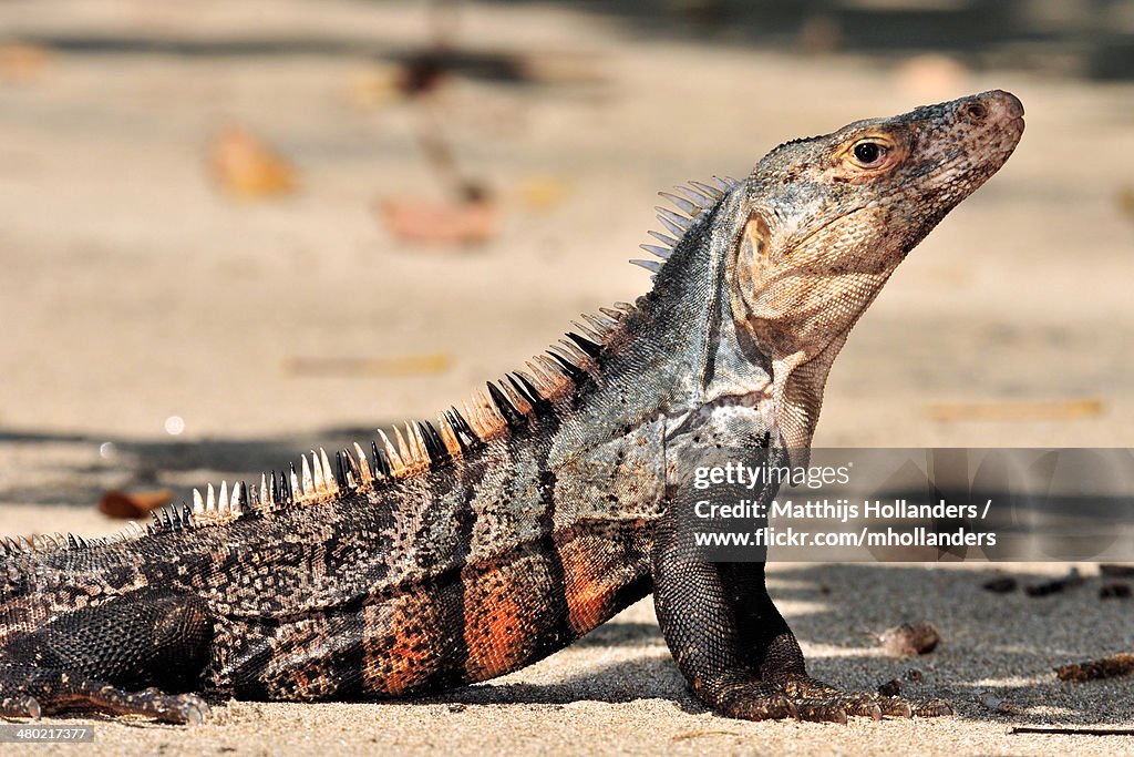 Ctenosaura similis