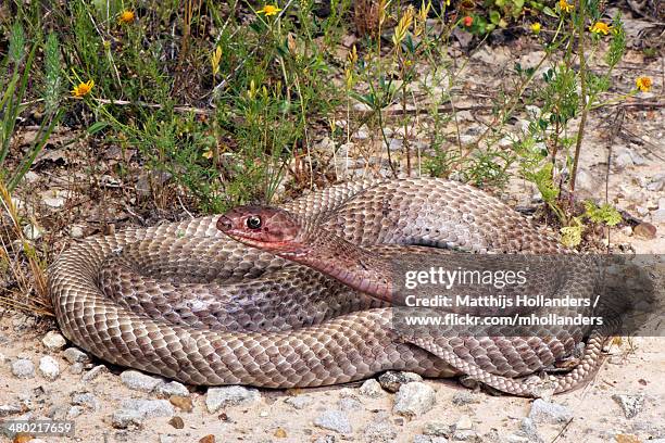 masticophis flagellum testaceus - masticophis flagellum stock pictures, royalty-free photos & images