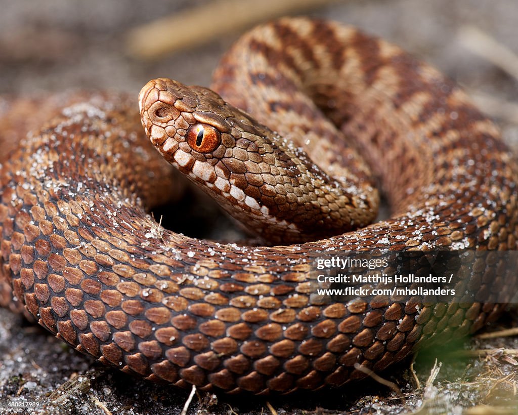 Vipera berus
