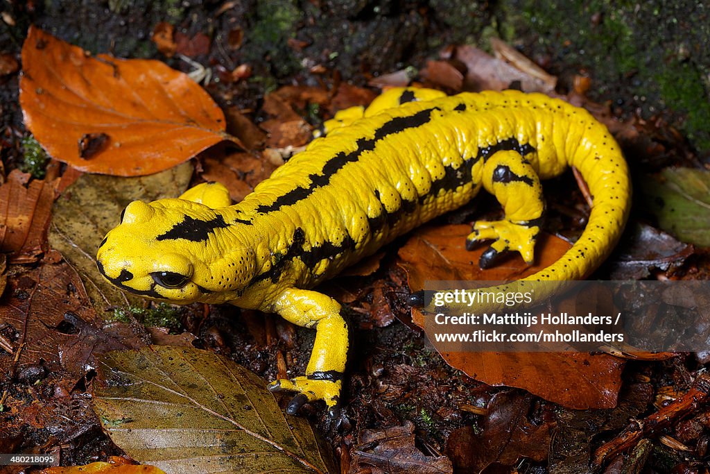 Salamandra salamandra terrestris