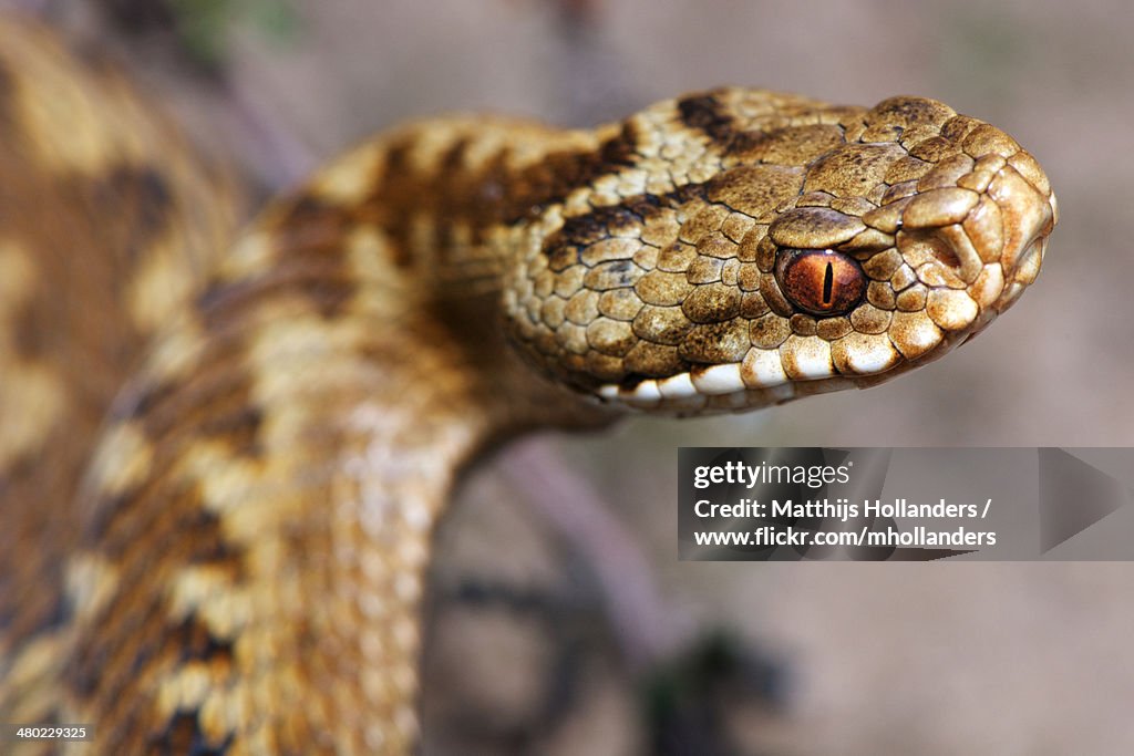 Vipera berus