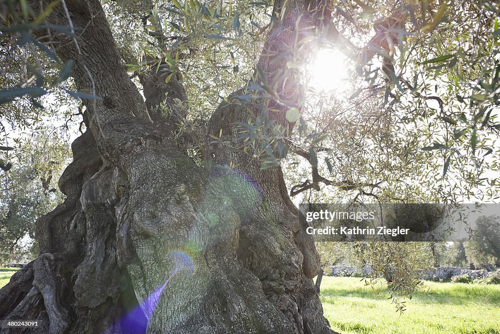 Ancient olive tree, Puglia, Italy
