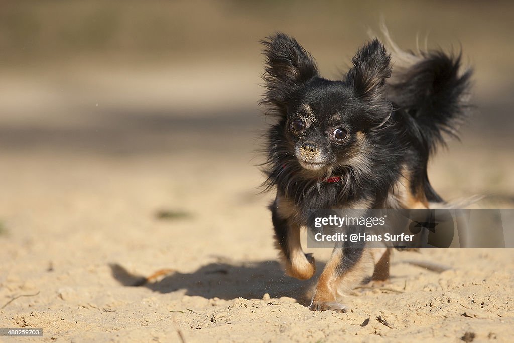 A little longhaired Chihuahua!
