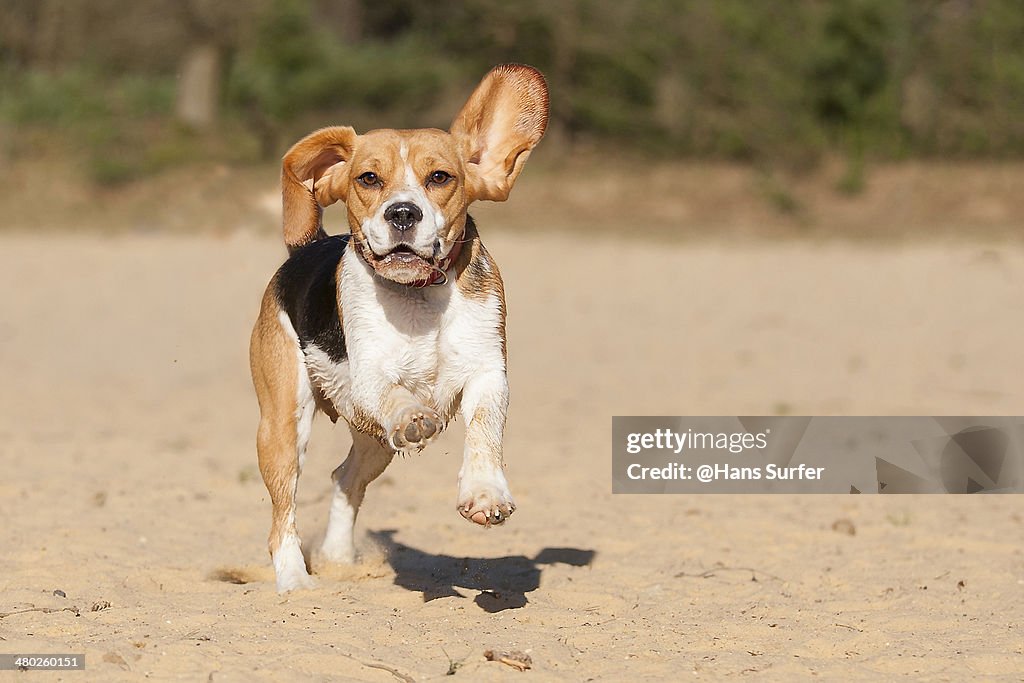 A Beagle running on 2 legs!