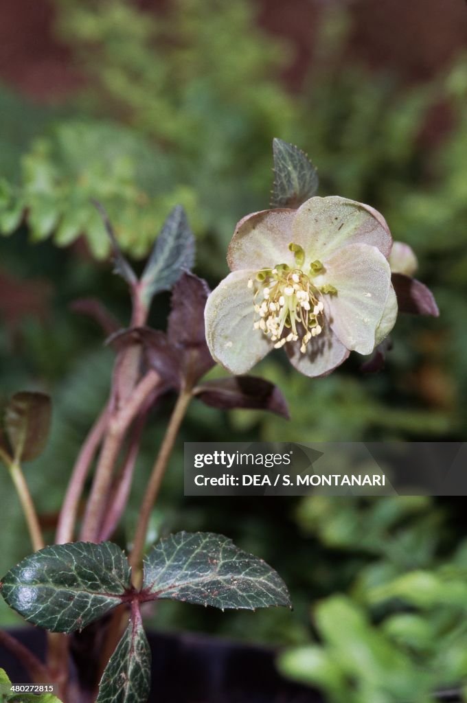Holly-leaved hellebore or Corsican hellebore...