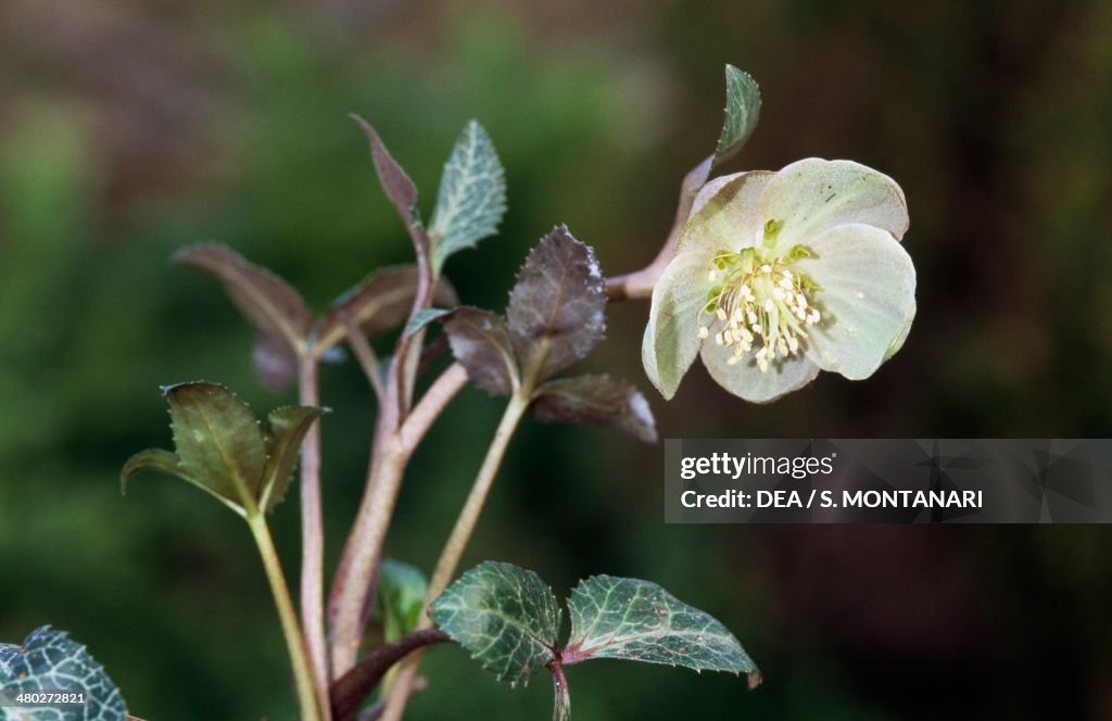 Holly-leaved hellebore or Corsican hellebore...