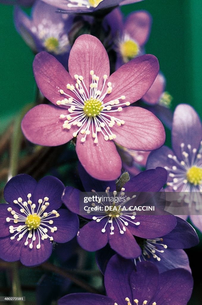 Common Hepatica or Liverwort...