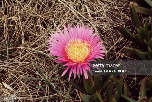 Pigface, ice plant, and Hottentot plant, Aizoaceae.