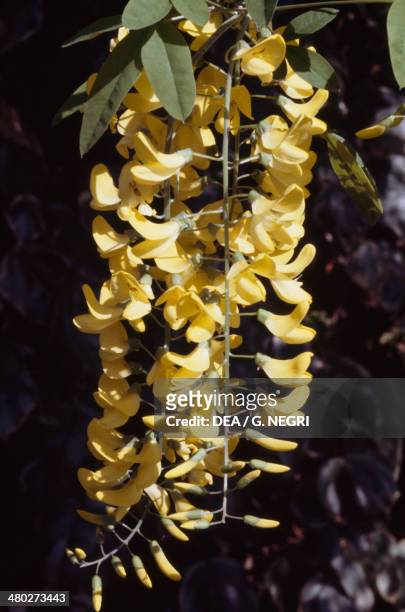 Common Laburnum , Fabaceae.