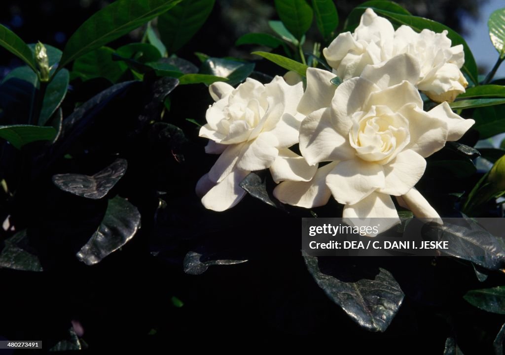 Common gardenia...