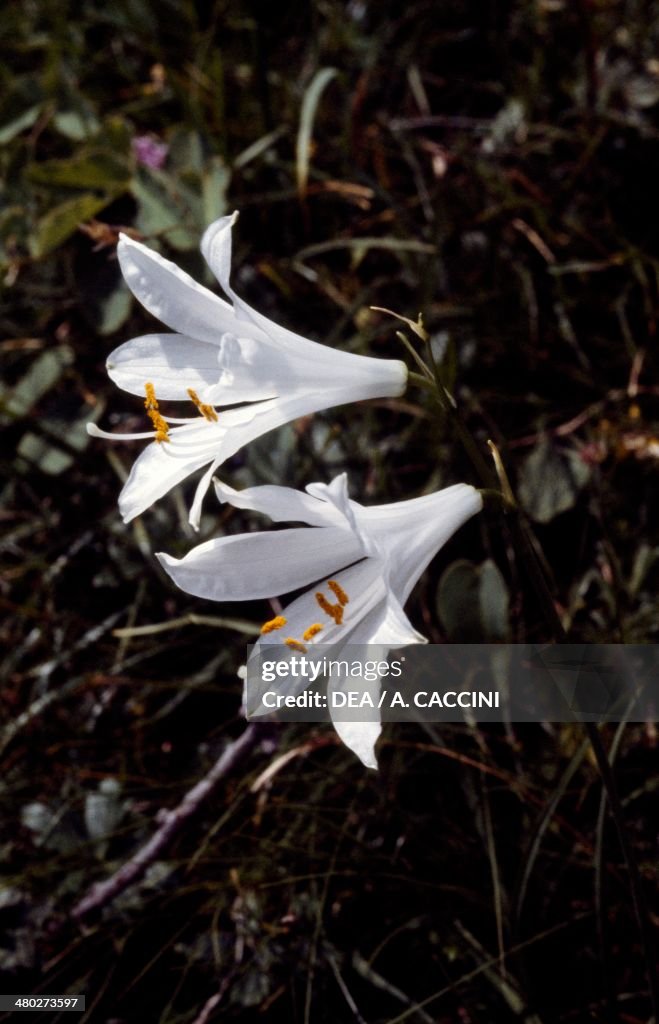 Saint Bruno's lily (Paradisea liliastrum)...