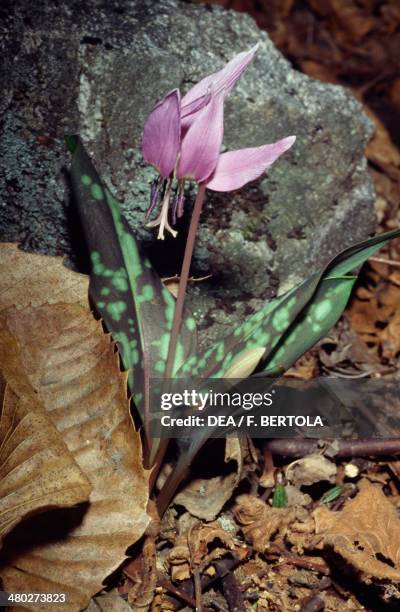 Dog's tooth violet or dogtooth violet , Liliaceae.