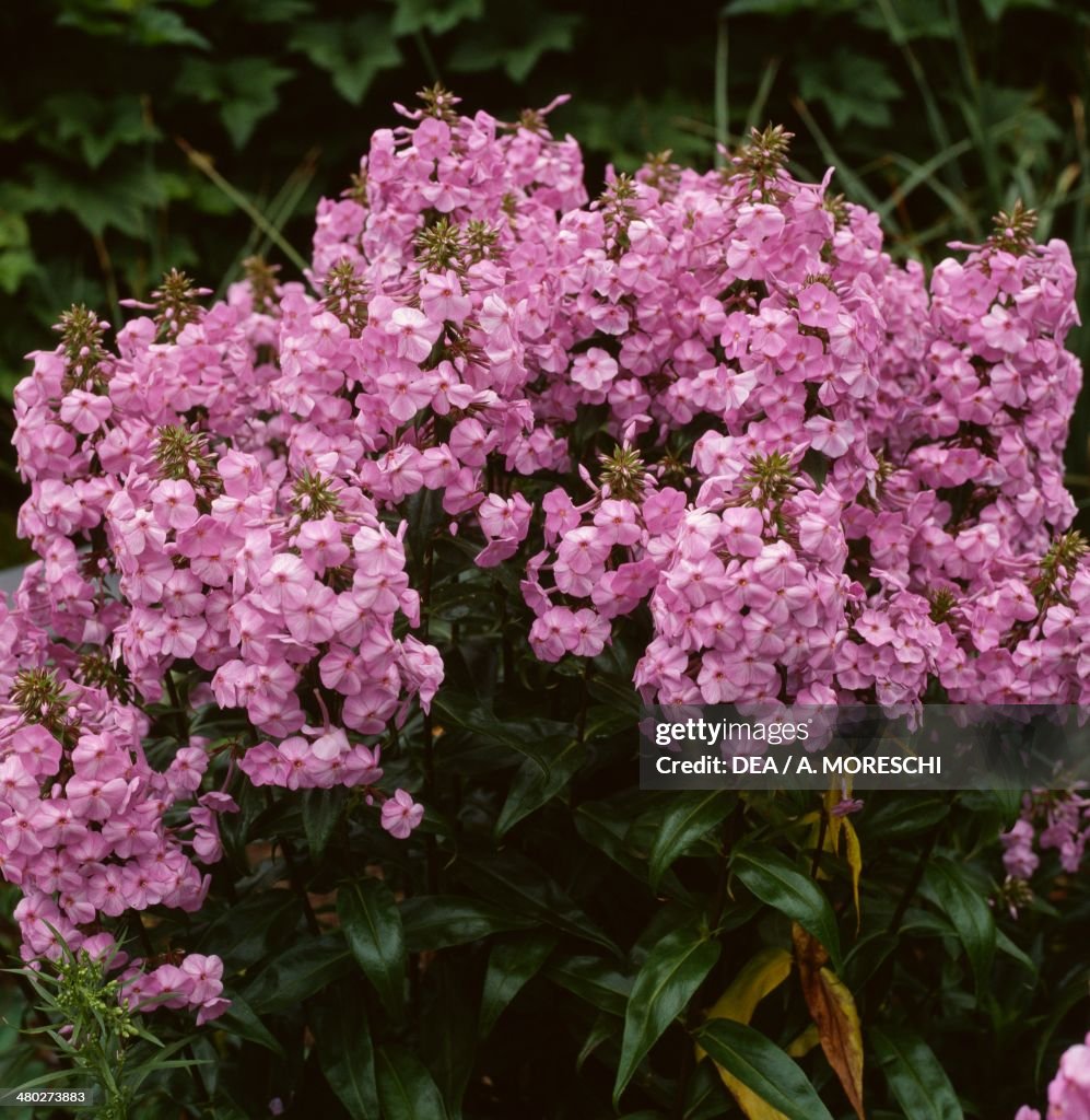 Meadow phlox...
