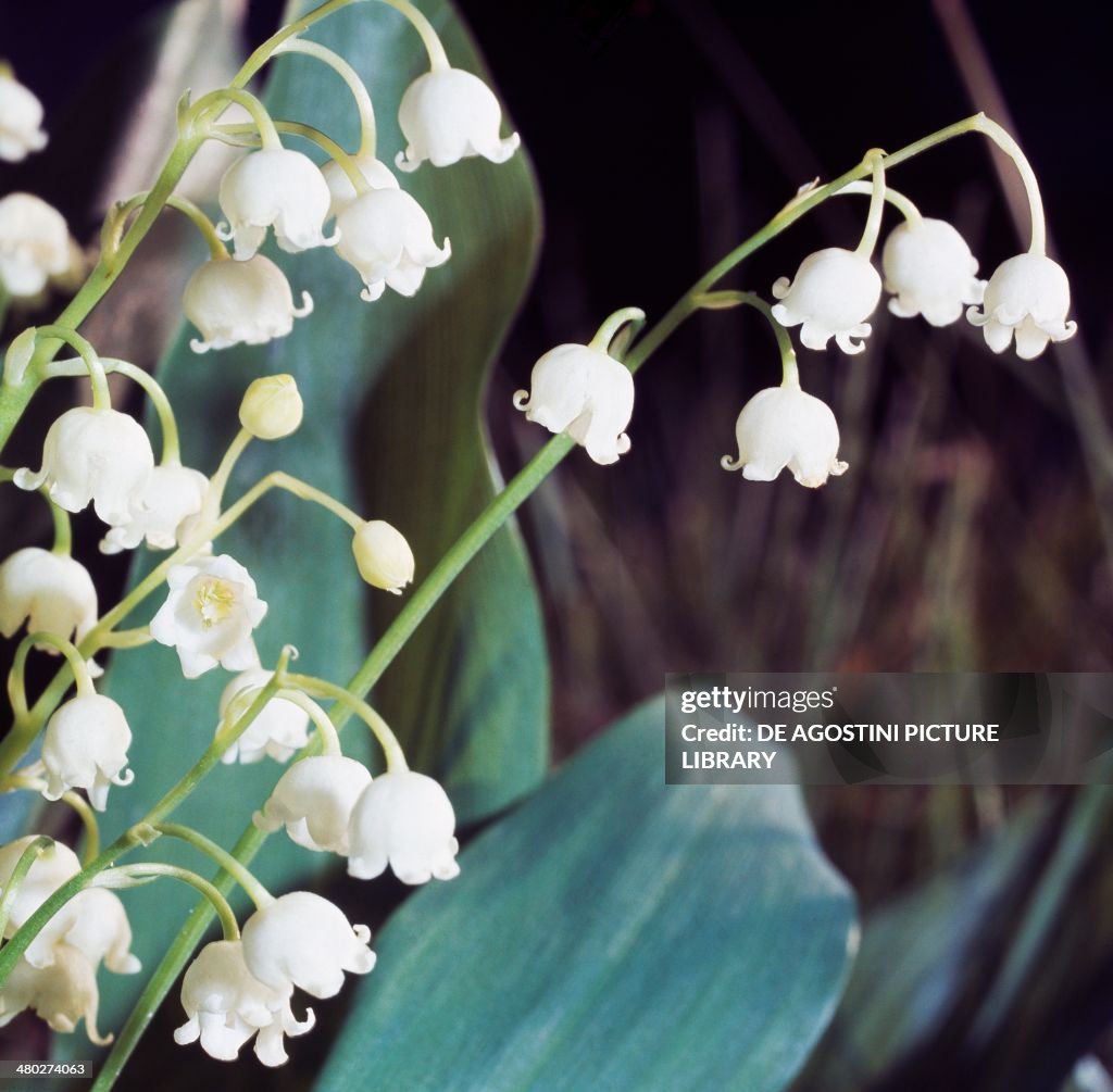 Lily of the Valley, Liliaceae