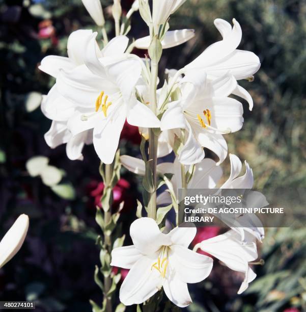 Madonna lily , Liliaceae.