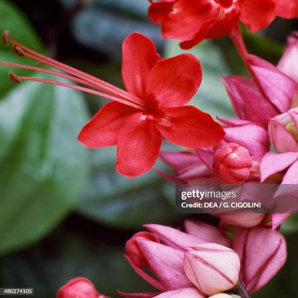 Red bleeding heart vine or Java glory vine , Verbenaceae.