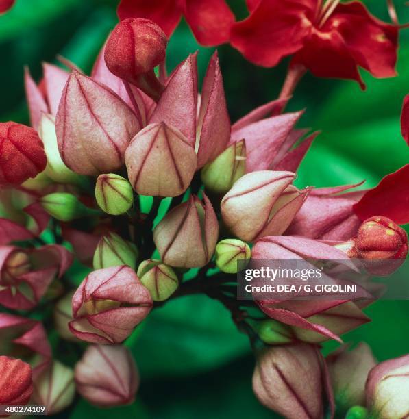 Java Glory Flower Java Glory Vine Photos and Premium High Res Pictures - Getty Images
