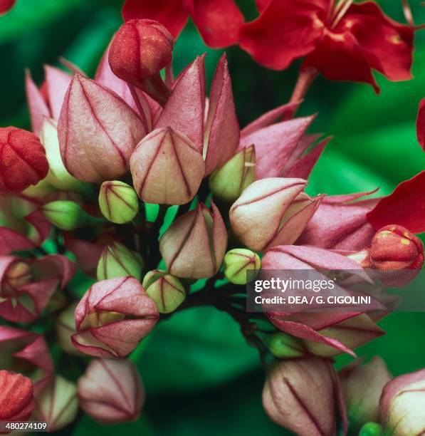 Red bleeding heart vine, Java glory vine , Verbenaceae.