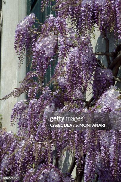 Chinese wisteria , Fabaceae.
