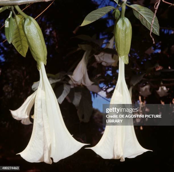 Angel's tears , Solanaceae.