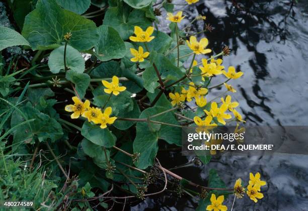 Kingcup or Yellow marsh marigold , Ranunculaceae.