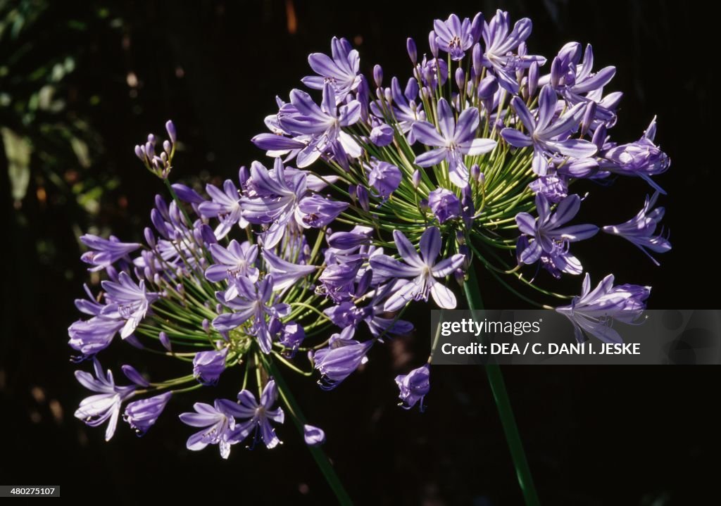 Common Agapanthus or Blue Lily...