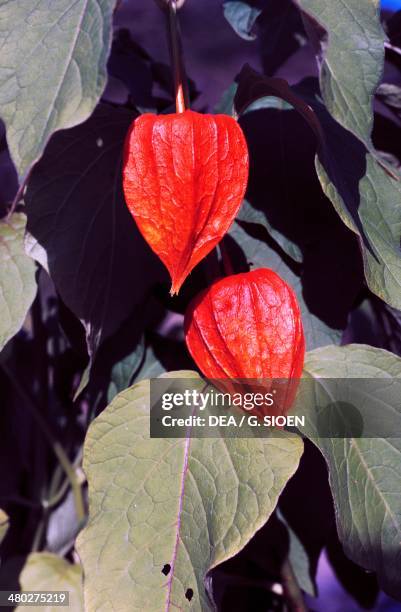 Chinese-lantern or Strawberry Groundcherry .