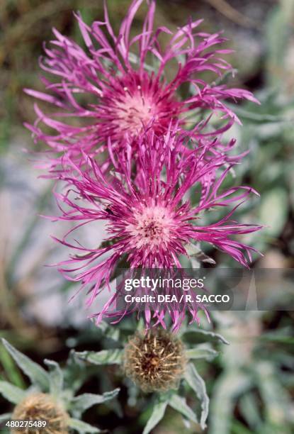 Plume knapweed , Asteraceae.