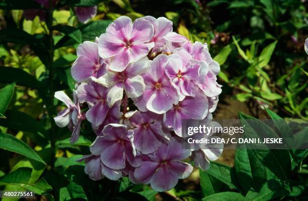 Garden phlox or Perennial phlox , Polemoniaceae. Detail.