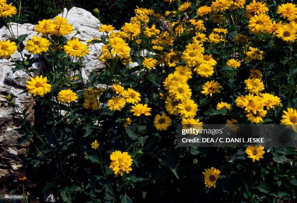 Smooth Oxeye or Sunflower Heliopsis...