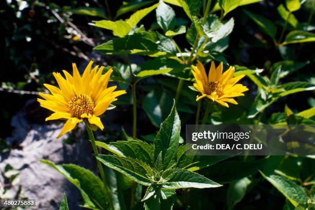 Smooth Oxeye or Sunflower Heliopsis , Asteraceae.