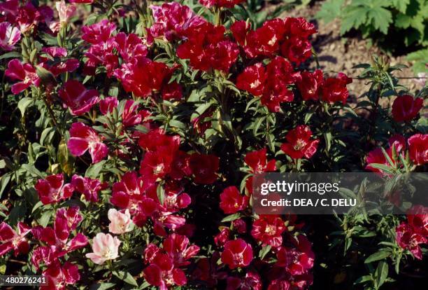 Farewell to spring or Godetia , Onagraceae.