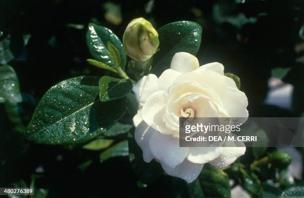 Common gardenia, Cape jasmine or Cape jessamine , Rubiaceae.