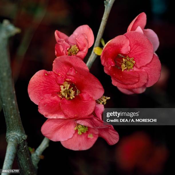 Japanese Quints Japanese Quince Fruit Photos and Premium High Res Pictures - Getty Images