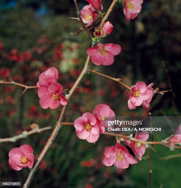 Japanese Quints 207 Japanese Quince Fruit Stock Photos, High-Res Pictures, and Images ...