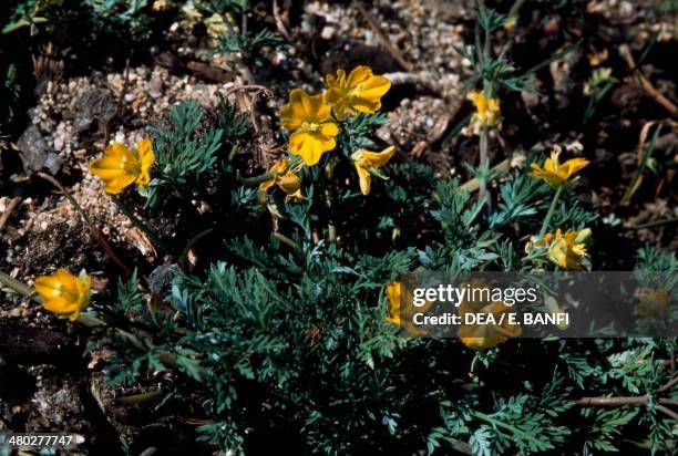 Hypecoum torulosum or Hypecoum littorale, Papaveraceae.