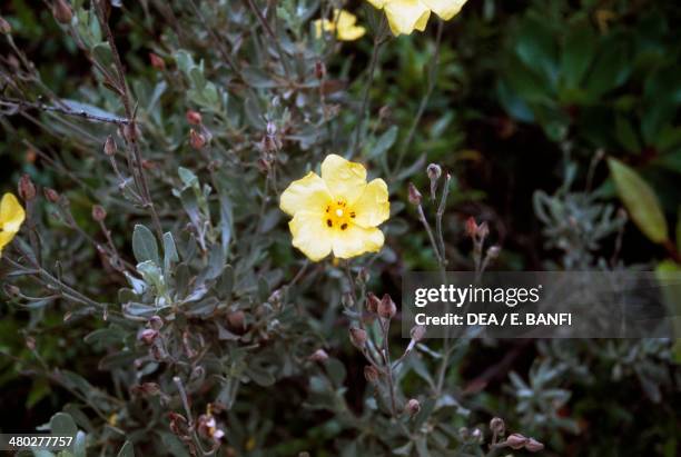 Yellow Sunrose , Cistaceae.