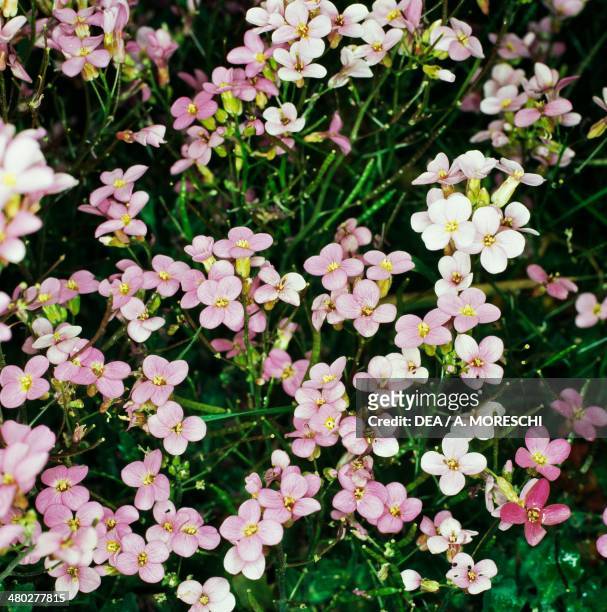 Snowcap Arabis or Alpine rock-cress , Brassicaceae.