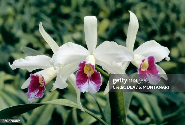 Orchid , Orchidaceae.