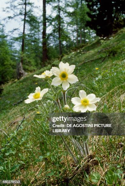 Alpine pasqueflower or Alpine anemone , Ranunculaceae, Queyras National Park, France.