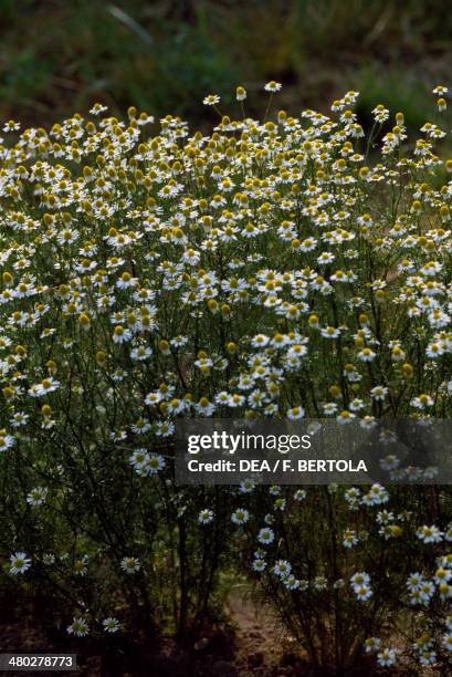 Camomille , Asteraceae.