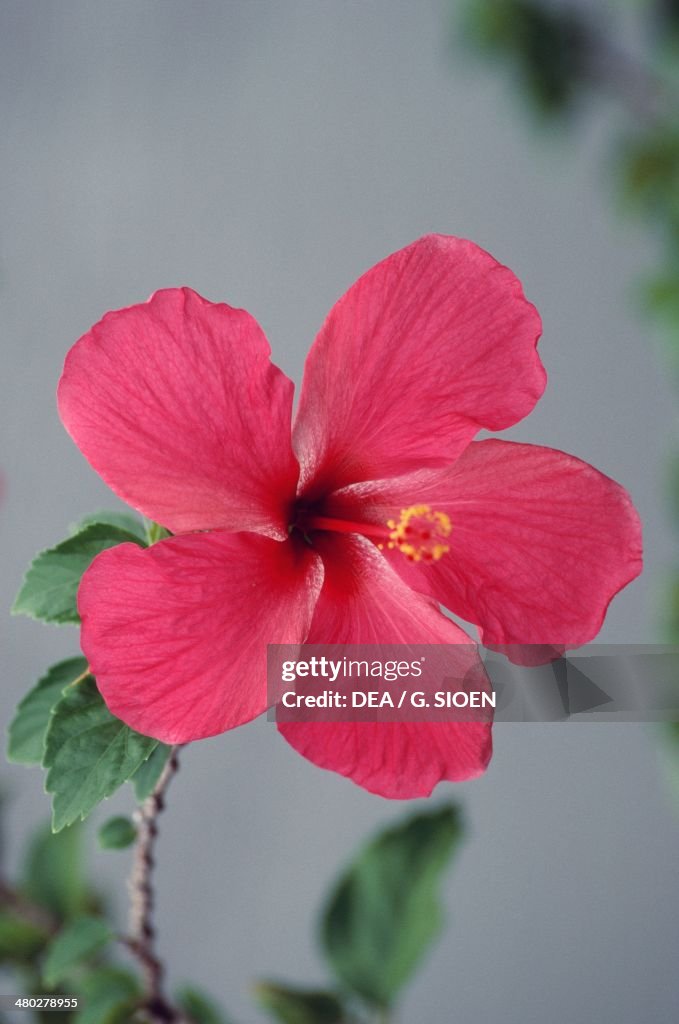 Brazilian Roses Hibiscus or Rose Mallow , Malvaceae, Brazil. News Photo - Getty Images