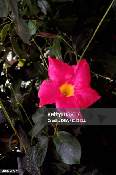 Chilean jasmine , Apocynaceae.