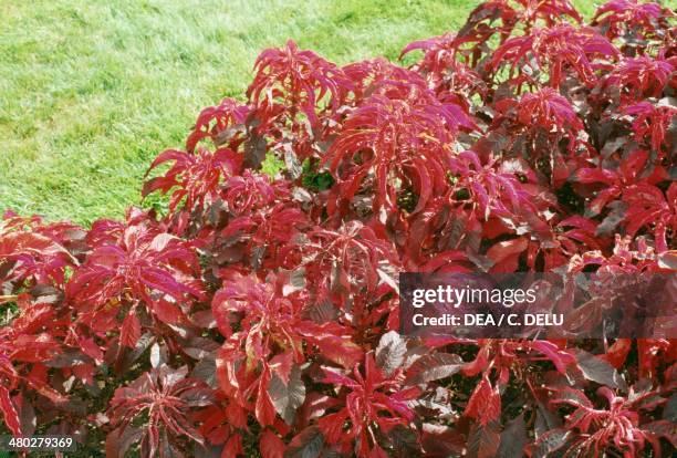 Joseph's coat , Amaranthaceae.